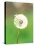 Dandelion Seeds, Close-up View-null-Stretched Canvas