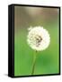 Dandelion Seeds, Close-up View-null-Framed Stretched Canvas