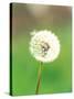 Dandelion Seeds, Close-up View-null-Stretched Canvas