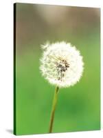 Dandelion Seeds, Close-up View-null-Stretched Canvas