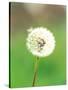 Dandelion Seeds, Close-up View-null-Stretched Canvas