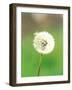 Dandelion Seeds, Close-up View-null-Framed Photographic Print