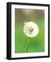 Dandelion Seeds, Close-up View-null-Framed Photographic Print