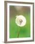 Dandelion Seeds, Close-up View-null-Framed Photographic Print