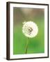 Dandelion Seeds, Close-up View-null-Framed Photographic Print