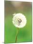 Dandelion Seeds, Close-up View-null-Mounted Photographic Print