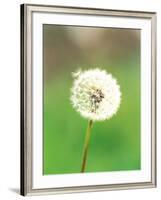 Dandelion Seeds, Close-up View-null-Framed Photographic Print