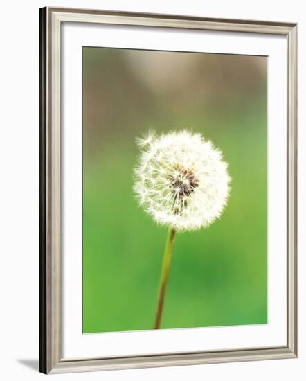 Dandelion Seeds, Close-up View-null-Framed Photographic Print