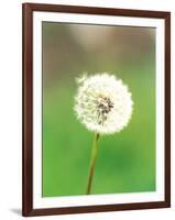 Dandelion Seeds, Close-up View-null-Framed Photographic Print