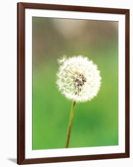 Dandelion Seeds, Close-up View-null-Framed Photographic Print