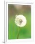 Dandelion Seeds, Close-up View-null-Framed Photographic Print