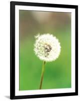 Dandelion Seeds, Close-up View-null-Framed Photographic Print