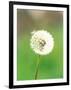 Dandelion Seeds, Close-up View-null-Framed Photographic Print