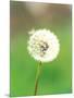 Dandelion Seeds, Close-up View-null-Mounted Photographic Print