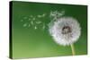 Dandelion Seeds in the Morning Mist Blowing Away across a Fresh Green Background-Flynt-Stretched Canvas