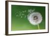 Dandelion Seeds in the Morning Mist Blowing Away across a Fresh Green Background-Flynt-Framed Photographic Print