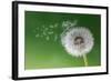 Dandelion Seeds in the Morning Mist Blowing Away across a Fresh Green Background-Flynt-Framed Photographic Print