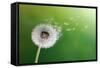 Dandelion Seeds In The Morning Sunlight Blowing Away Across A Fresh Green Background-Flynt-Framed Stretched Canvas