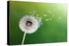 Dandelion Seeds In The Morning Sunlight Blowing Away Across A Fresh Green Background-Flynt-Stretched Canvas
