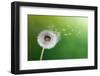 Dandelion Seeds In The Morning Sunlight Blowing Away Across A Fresh Green Background-Flynt-Framed Photographic Print