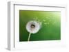 Dandelion Seeds In The Morning Sunlight Blowing Away Across A Fresh Green Background-Flynt-Framed Photographic Print