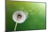 Dandelion Seeds In The Morning Sunlight Blowing Away Across A Fresh Green Background-Flynt-Mounted Photographic Print