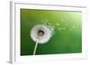 Dandelion Seeds In The Morning Sunlight Blowing Away Across A Fresh Green Background-Flynt-Framed Photographic Print