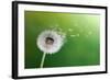 Dandelion Seeds In The Morning Sunlight Blowing Away Across A Fresh Green Background-Flynt-Framed Photographic Print