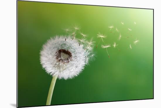 Dandelion Seeds In The Morning Sunlight Blowing Away Across A Fresh Green Background-Flynt-Mounted Photographic Print