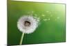 Dandelion Seeds In The Morning Sunlight Blowing Away Across A Fresh Green Background-Flynt-Mounted Photographic Print