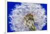 Dandelion Seeds On Blue-Steve Gadomski-Framed Photographic Print