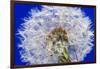 Dandelion Seeds On Blue-Steve Gadomski-Framed Photographic Print