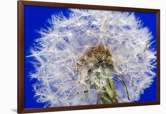 Dandelion Seeds On Blue-Steve Gadomski-Framed Photographic Print