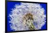 Dandelion Seeds On Blue-Steve Gadomski-Framed Photographic Print