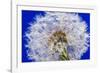 Dandelion Seeds On Blue-Steve Gadomski-Framed Photographic Print