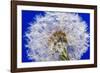 Dandelion Seeds On Blue-Steve Gadomski-Framed Photographic Print