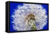 Dandelion Seeds On Blue-Steve Gadomski-Framed Stretched Canvas