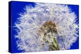 Dandelion Seeds On Blue-Steve Gadomski-Stretched Canvas