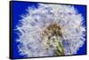 Dandelion Seeds On Blue-Steve Gadomski-Framed Stretched Canvas
