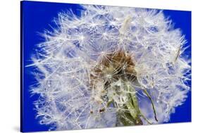Dandelion Seeds On Blue-Steve Gadomski-Stretched Canvas