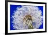 Dandelion Seeds On Blue-Steve Gadomski-Framed Photographic Print