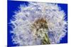 Dandelion Seeds On Blue-Steve Gadomski-Mounted Photographic Print