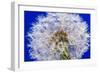 Dandelion Seeds On Blue-Steve Gadomski-Framed Photographic Print