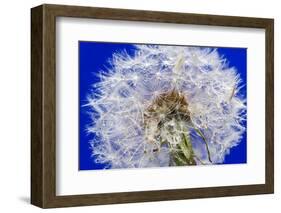 Dandelion Seeds On Blue-Steve Gadomski-Framed Photographic Print