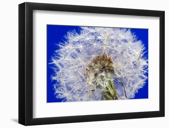 Dandelion Seeds On Blue-Steve Gadomski-Framed Photographic Print