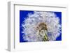 Dandelion Seeds On Blue-Steve Gadomski-Framed Photographic Print