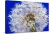 Dandelion Seeds On Blue-Steve Gadomski-Stretched Canvas