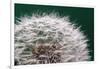 Dandelion Seeds On Green-Steve Gadomski-Framed Photographic Print