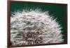 Dandelion Seeds On Green-Steve Gadomski-Framed Photographic Print