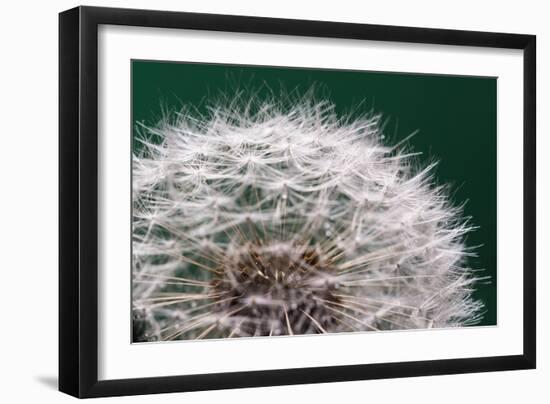 Dandelion Seeds On Green-Steve Gadomski-Framed Photographic Print